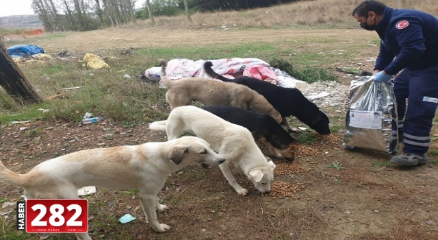 Büyükşehir Belediyesi’ nden Sokak Hayvanlarına Mama Desteği