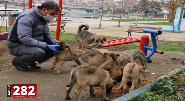 ‘’Hayvan Dostu Belediye’’ Çalışmalarına Devam Ediyor