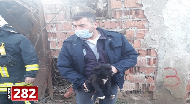 Tekirdağ’da kuyuya düşen köpek yavrusu itfaiye ekiplerince kurtarıldı