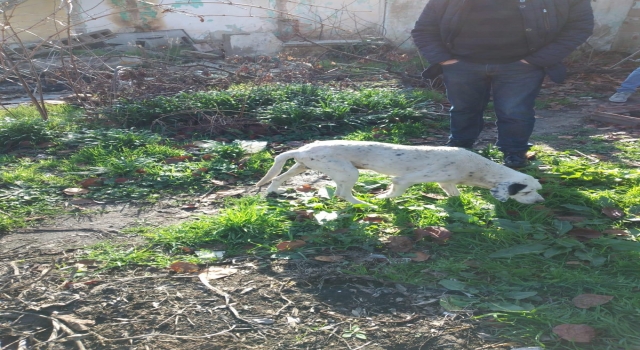 Lüleburgaz’da foseptik çukuruna düşen köpek kurtarıldı