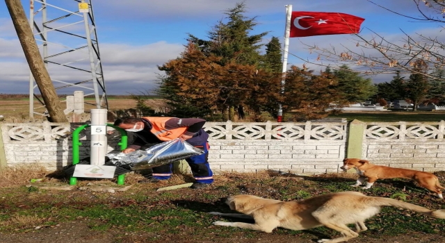 Kırklareli Valiliği’nden sokak hayvanlarına mama desteği