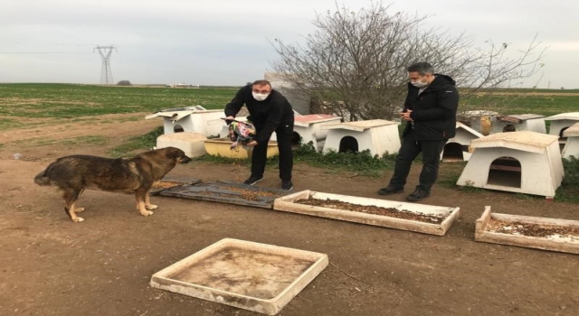 Kaymakam Taşçı ve Başsavcı Yiğiter sokak hayvanları için beslenme noktalarına mama bıraktı