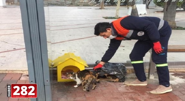 Sokaktaki canlar Süleymanpaşa Belediyesine emanet
