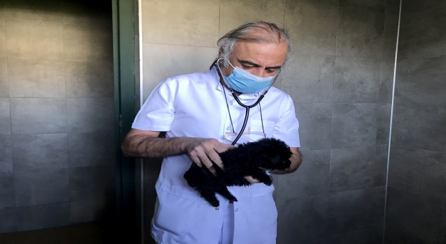 GÜNCELLEME  Kapıkule’de bir otobüste terrier cinsi 23 köpek yavrusu yakalandı