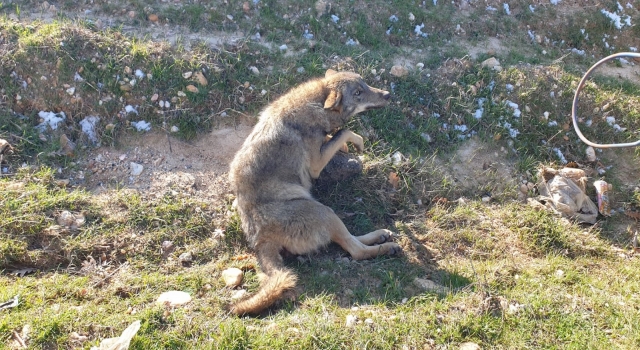 Kırklareli’nde yaralı kurt tedavi altına alındı