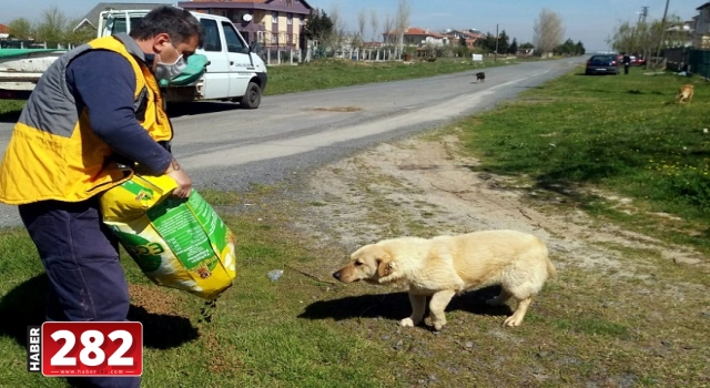Çorlu Belediyesinden Can Dostlarımıza 3 Ton Mama