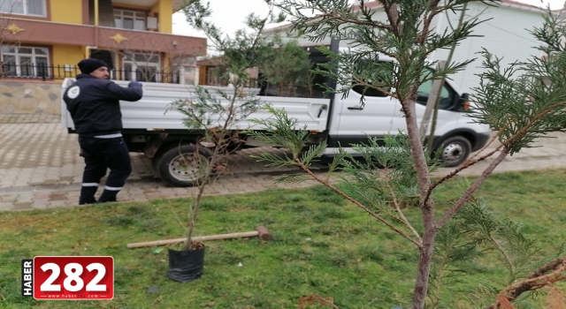 Ergene Belediyesi Hem Ağaçlara Bakım Yapıyor Hem Yeni Ağaç Dikiyor
