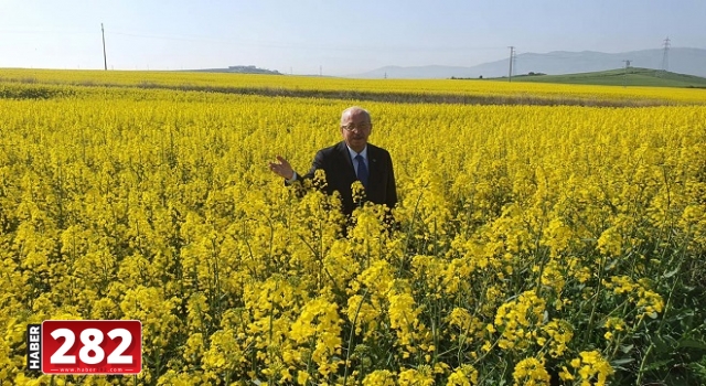 KANOLA VE BUĞDAY HATIRASI