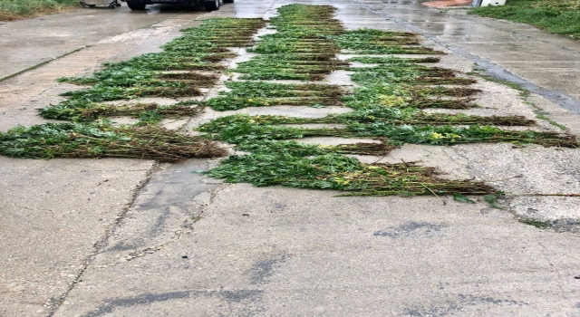Tekirdağ’da 4 bin 100 kök Hint keneviri ele geçirildi