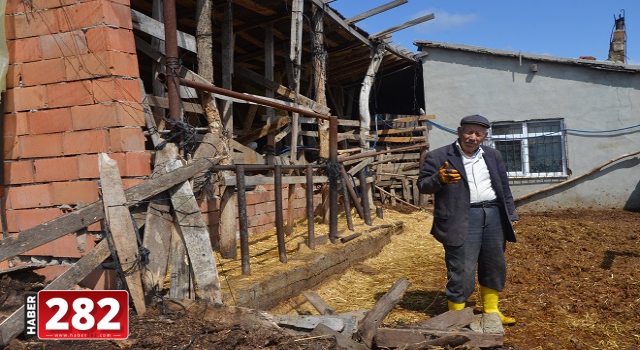 Malkara'da büyükbaş hayvan hırsızlığı