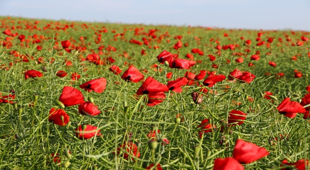 Tekirdağ’da gelinciklerle kırmızıya bürünen tarlalar görsel şölen sunuyor