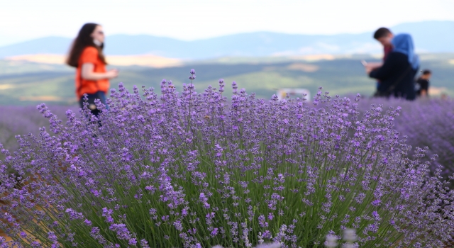 ”Tekirdağ Lavanta Günleri” sona erdi