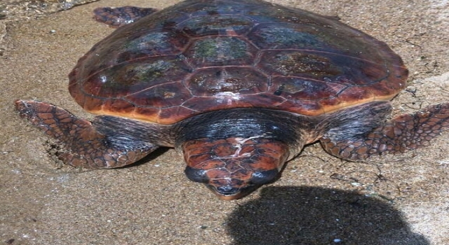Saros Körfezi’nde yaralı bulunan caretta caretta tedavi altına alındı