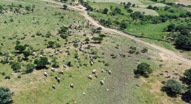 Edirne’de genetiği koruma altındaki  ”boz sığır”lar için üreticiye destek