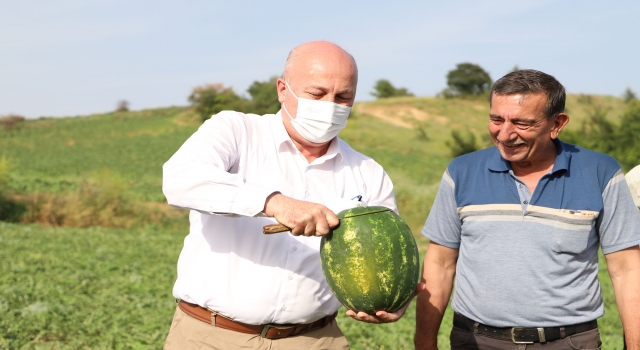 Hayrabolu Belediye Başkanı İnan karpuz hasadına katıldı