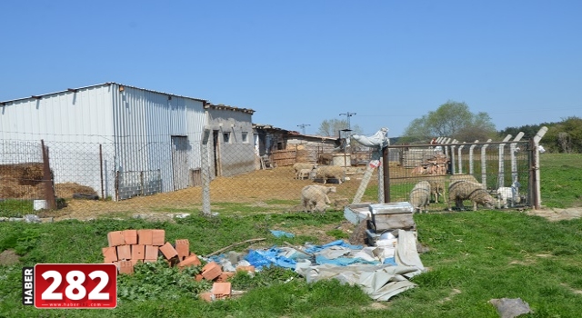 Tekirdağ'da bir çiftlikten 20 koyun çalındı