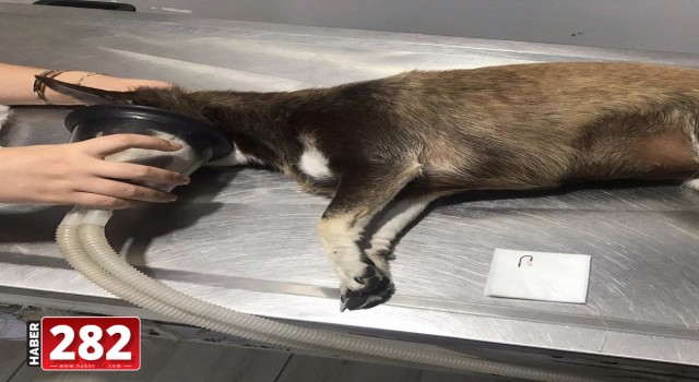 Köpeğin boğazına kaçan olta iğnesi ameliyatla çıkarıldı